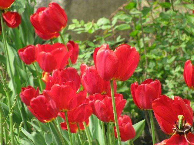 Бубнівка з panoramio.com - Бубновка