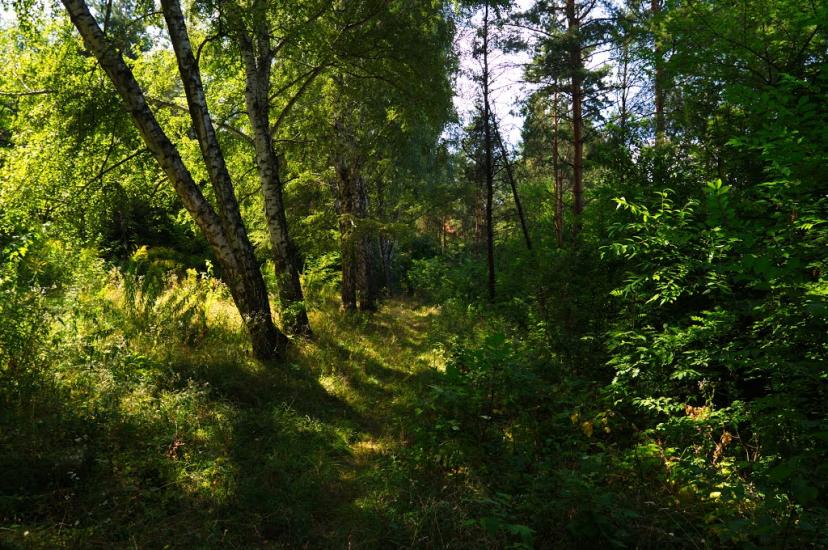 Велика Мотовилівка з panoramio.com - Velyka Motovylivka