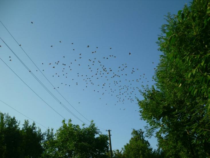 Чижівка з panoramio.com - Чижівка