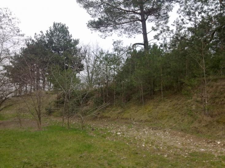 Галицинове з panoramio.com - Галициново