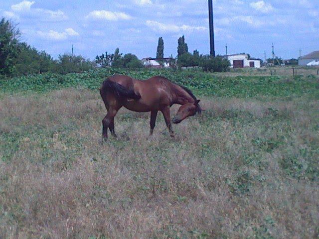 Куйбишеве з panoramio.com - Куйбышево
