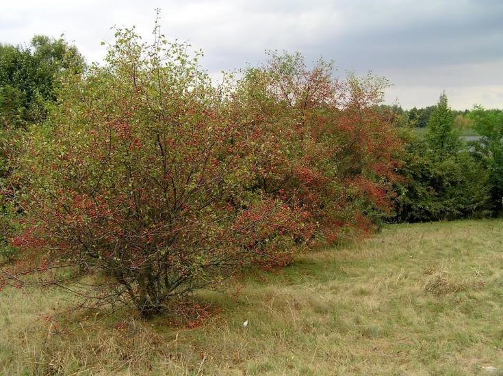 Тернівка з panoramio.com - Тернівка