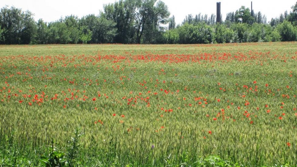 Кринична з panoramio.com - Кринична