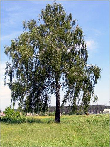 Андрушівка з panoramio.com - Андрушевка