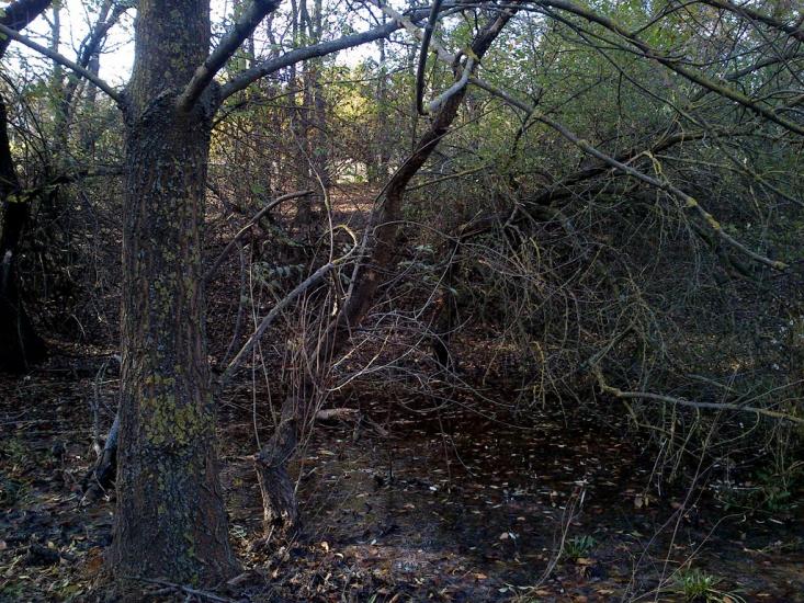 Суворове з panoramio.com - Суворово