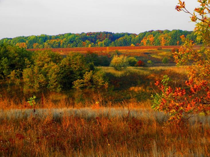 Рожаївка з panoramio.com - Rozhayivka