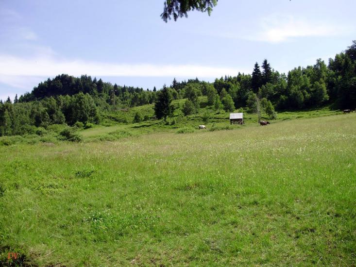 Косівська Поляна з panoramio.com - Косівська Поляна