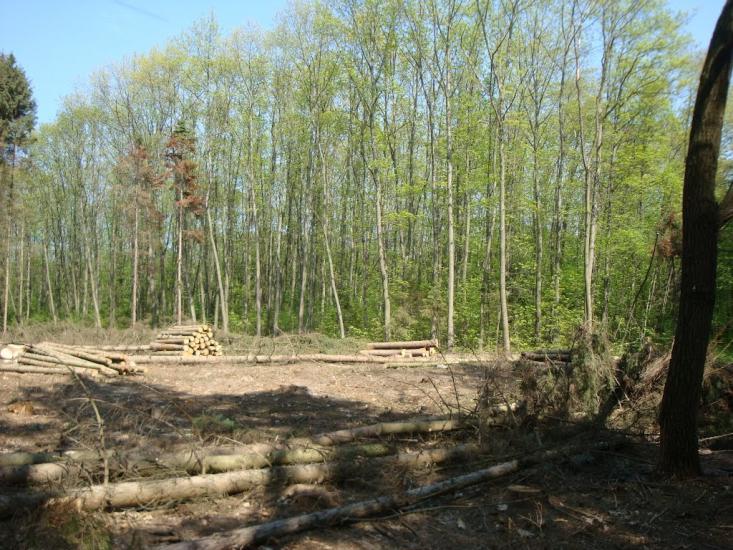 Карпівці з panoramio.com - Карпівці