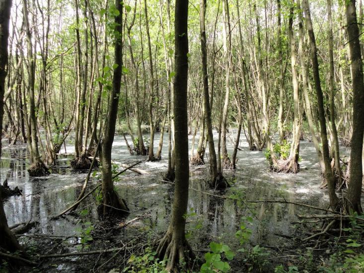 Яблунів з panoramio.com - Яблунів