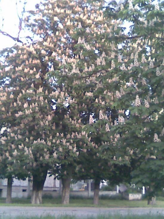 Журавлівка з panoramio.com - Журавлівка