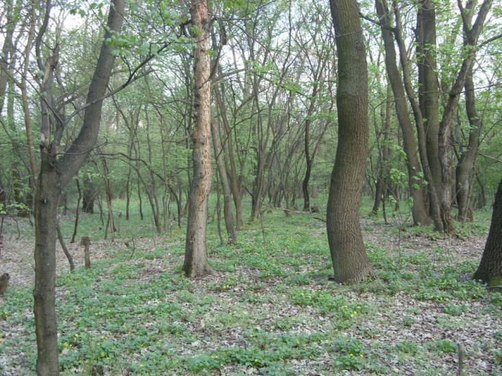 Станично-Луганське з panoramio.com (ч.2) - Станично-Луганское
