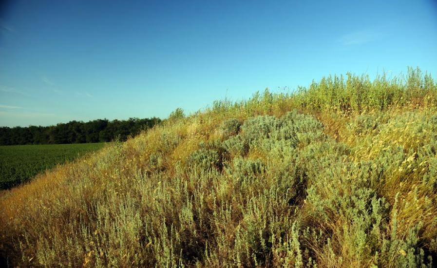 Дубовий Гай з panoramio.com - Дубовий Гай