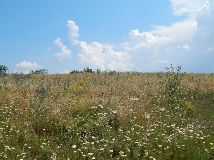 Звонецький Хутір з panoramio.com - Звонецький Хутір