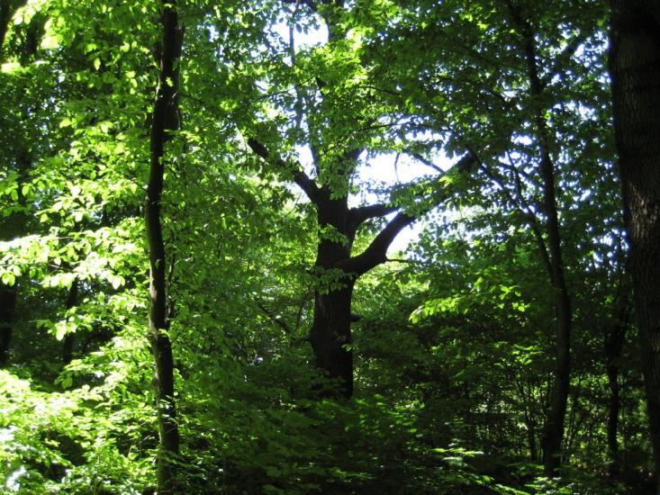 Сподахи з panoramio.com - Сподахи