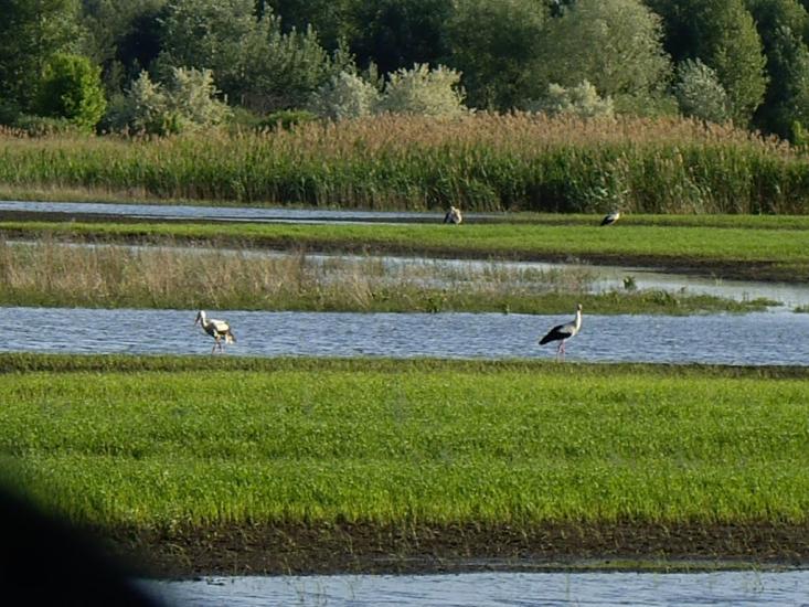 Дмитрівка з panoramio.com - Дмитровка