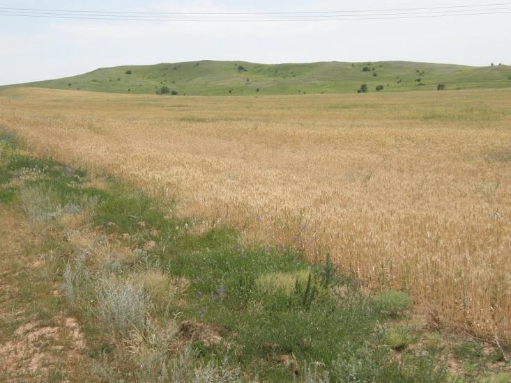 Новозванівка з panoramio.com - Новозвановка