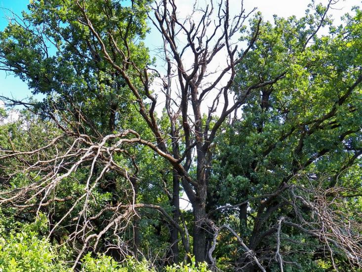 Нікішине з panoramio.com - Никишино