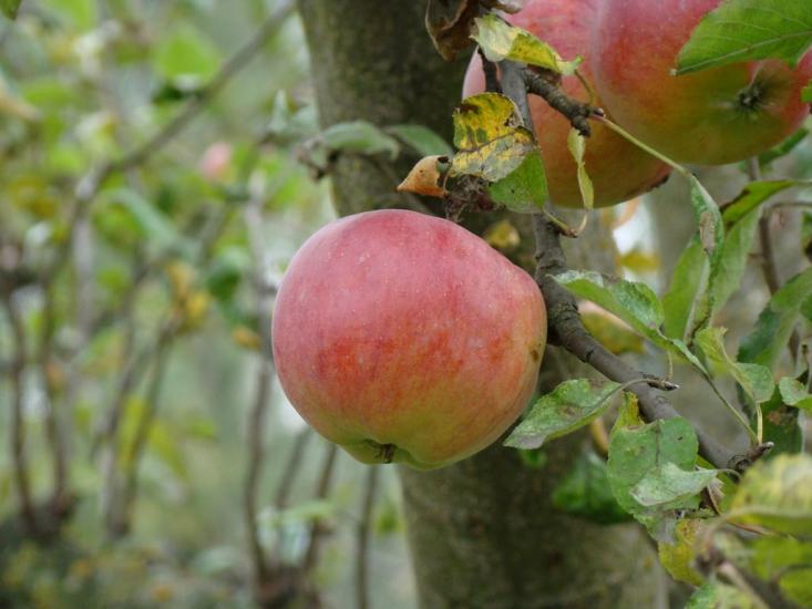 Матюші з panoramio.com - Матюши