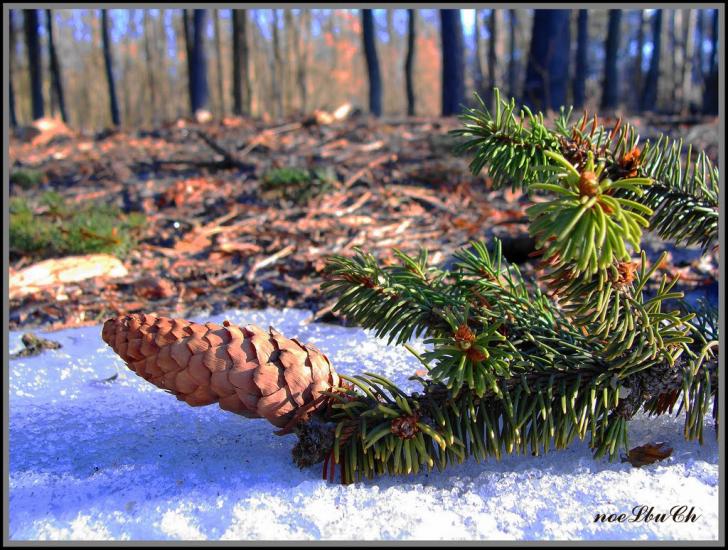 Коженики з panoramio.com - Kozhenyky