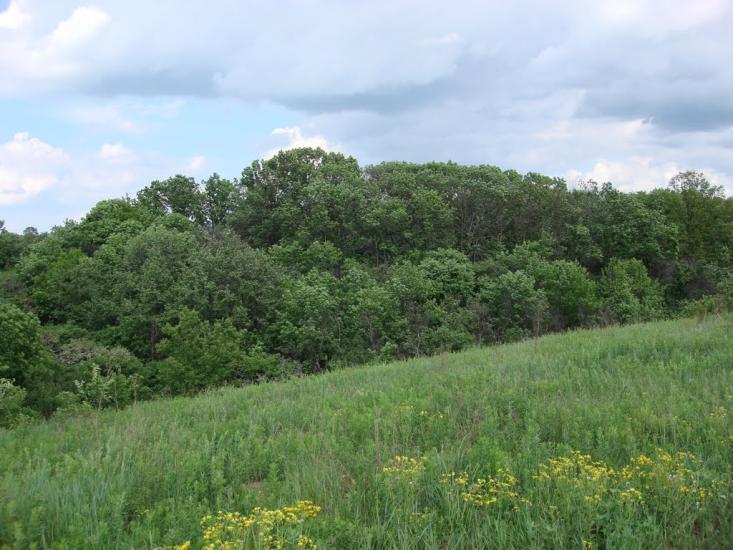 Оріхове з panoramio.com - Оріхове