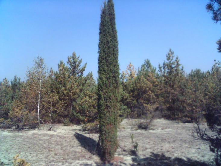 Троянівка з panoramio.com - Троянівка