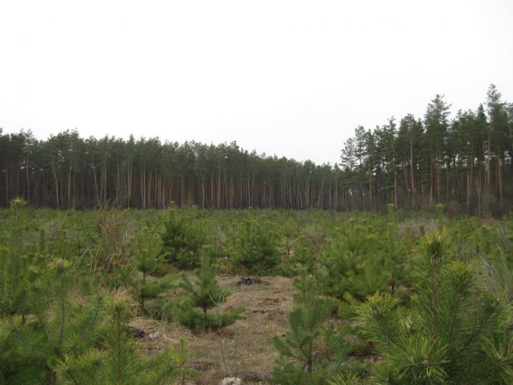 Ясногородка з panoramio.com - Ясногородка