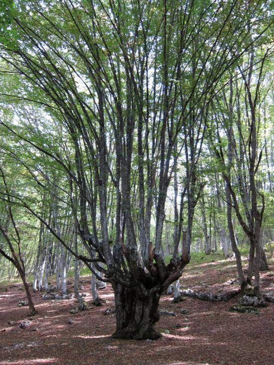 Многоріччя з panoramio.com - Многоречье