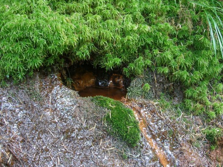 Хорови з panoramio.com - Хоровы