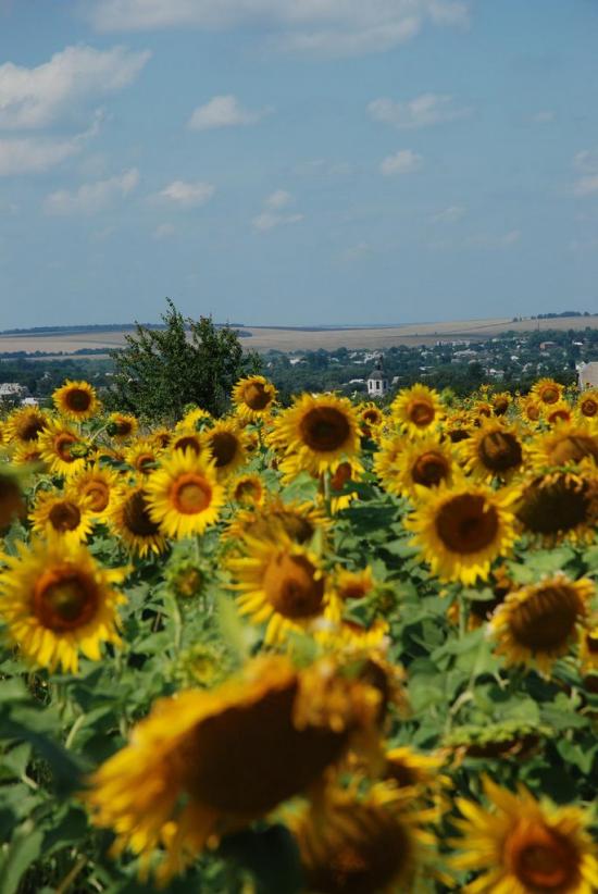 Руська Лозова з panoramio.com - Ruska Lozova