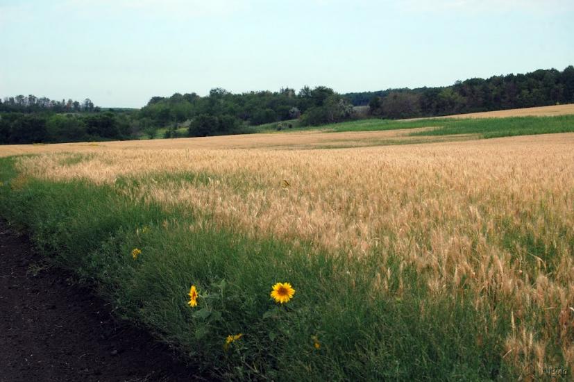 Пристине з panoramio.com - Пристине