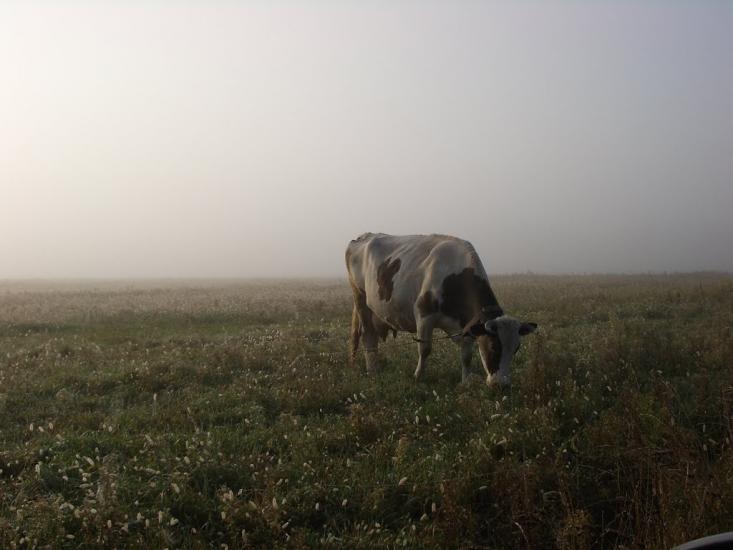 Шабельники з panoramio.com - Шабельники