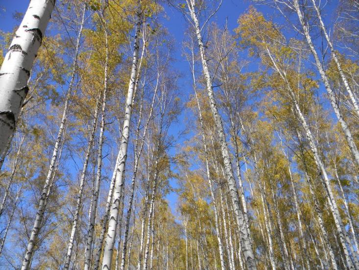 Вікнине з panoramio.com - Вікнине