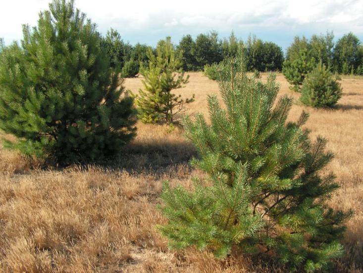 Лисняки з panoramio.com - Лисняки