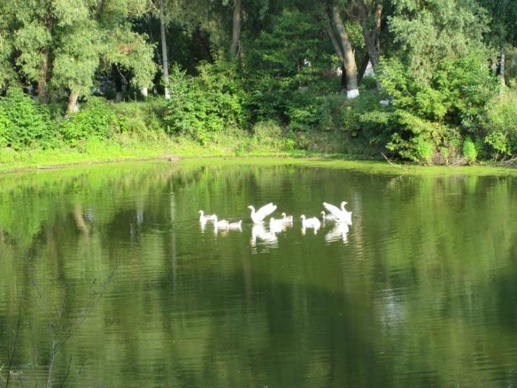 Глибоке з panoramio.com - Глубокое