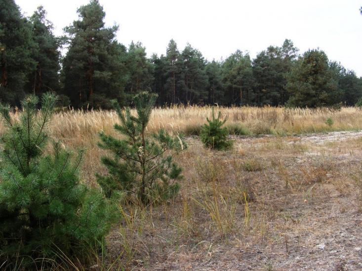 Костогризове з panoramio.com - Костогризове