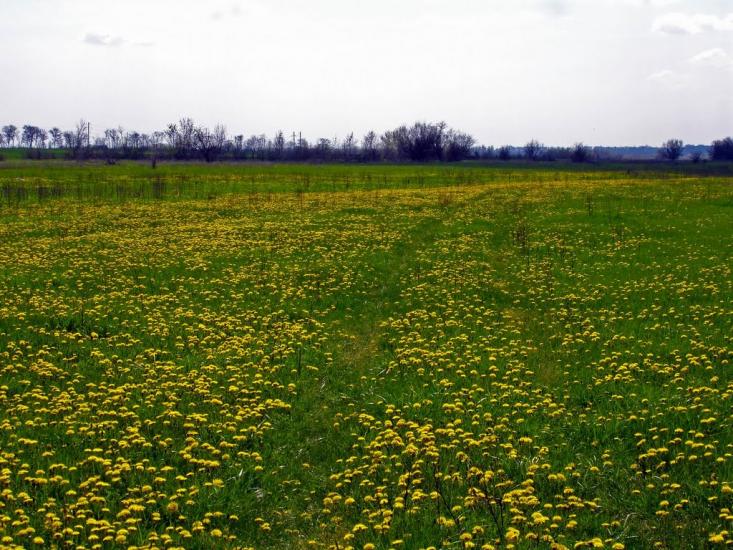 Новомайське з panoramio.com - Новомайское