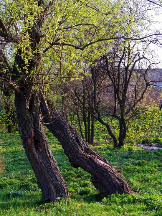 Чернігівка з panoramio.com - Чернігівка