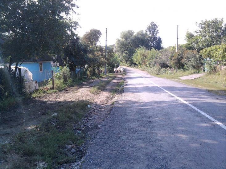 Бандишівка з panoramio.com - Бандишівка