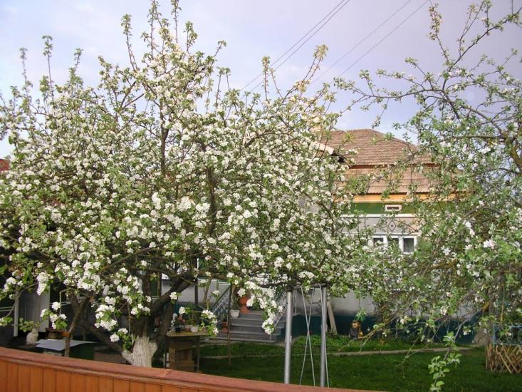 Добринів з panoramio.com - Dobryniv
