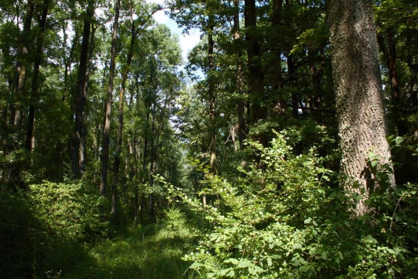 Велика Добронь з panoramio.com - Великая Добронь