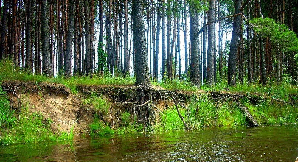 Тупальці з panoramio.com - Тупальцы