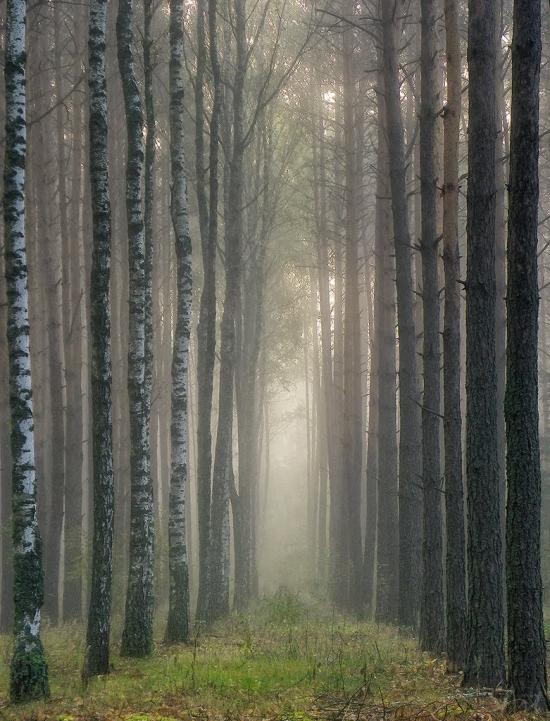 Грибова Рудня з panoramio.com - Грибова Рудня