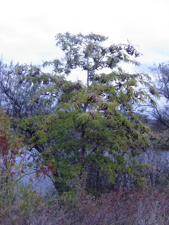 Старозаводське з panoramio.com - Старозаводське