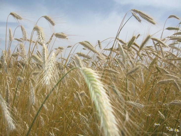 Чорнухине з panoramio.com - Чернухино