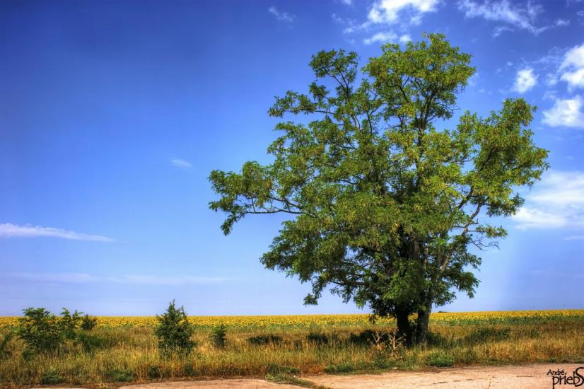 Багерове з panoramio.com - Багерове