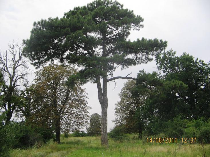 Стефанівщина з panoramio.com - Стефановщина