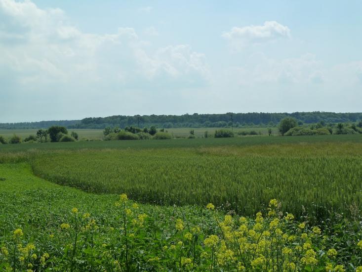 Кураж з panoramio.com - Кураж