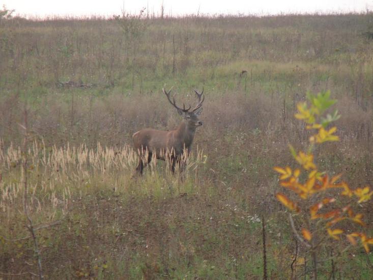 Красноліси з panoramio.com - Красноліси
