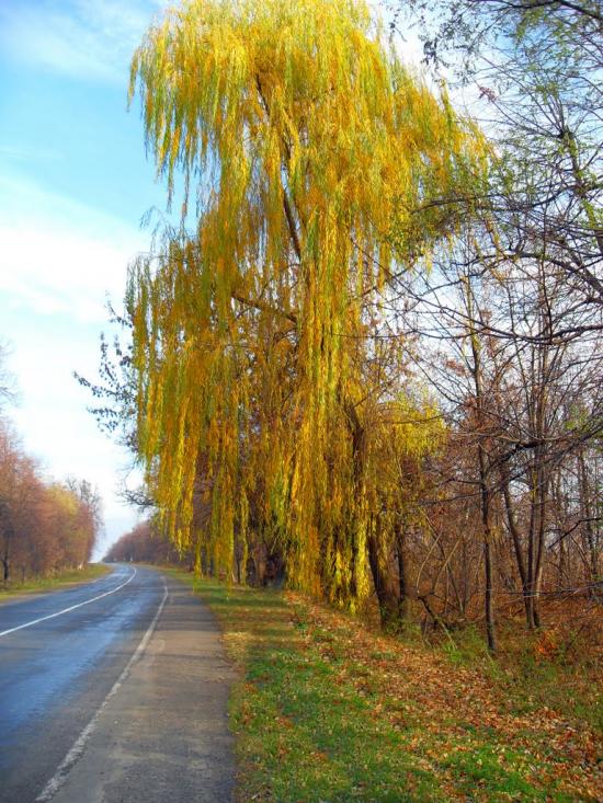 Немирів з panoramio.com - Немиров