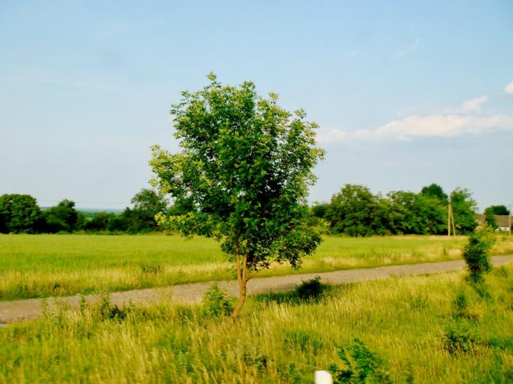 Смільчинці з panoramio.com - Смельчинцы